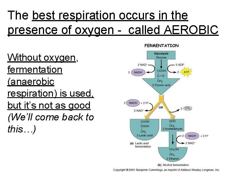 The best respiration occurs in the presence of oxygen - called AEROBIC Without oxygen,