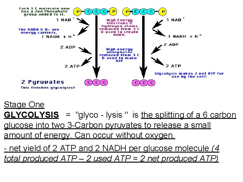 Stage One GLYCOLYSIS = "glyco - lysis " is the splitting of a 6