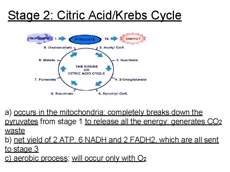 Stage 2: Citric Acid/Krebs Cycle a) occurs in the mitochondria; completely breaks down the