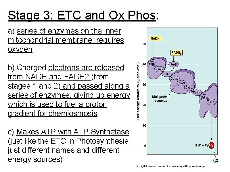 Stage 3: ETC and Ox Phos: a) series of enzymes on the inner mitochondrial