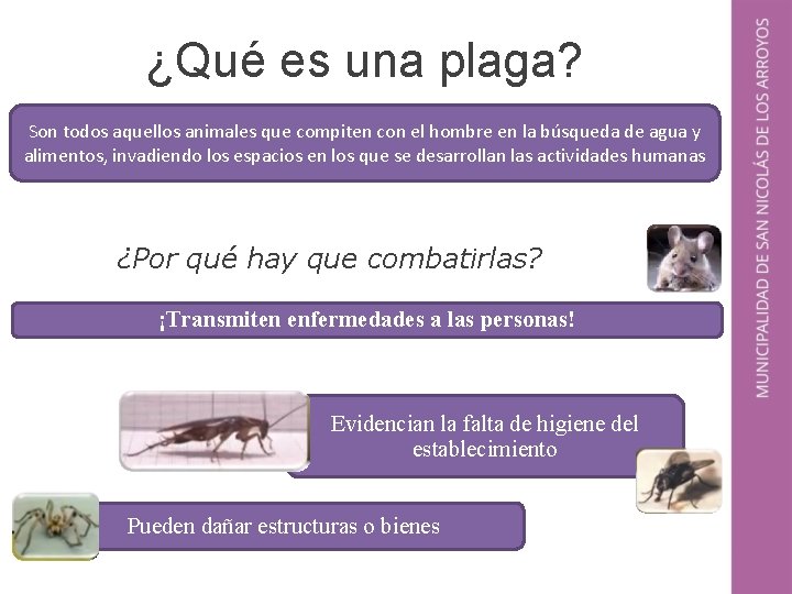 ¿Qué es una plaga? Son todos aquellos animales que compiten con el hombre en