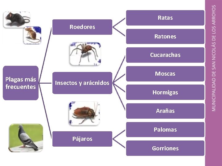 Ratas Roedores Ratones Cucarachas Plagas más frecuentes Moscas Insectos y arácnidos Hormigas Arañas Palomas