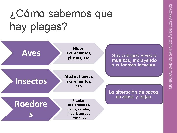 ¿Cómo sabemos que hay plagas? Aves Nidos, excrementos, plumas, etc. Insectos Mudas, huevos, excrementos,