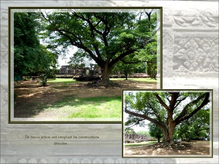 De beaux arbres ont remplacé les constructions détruites… 