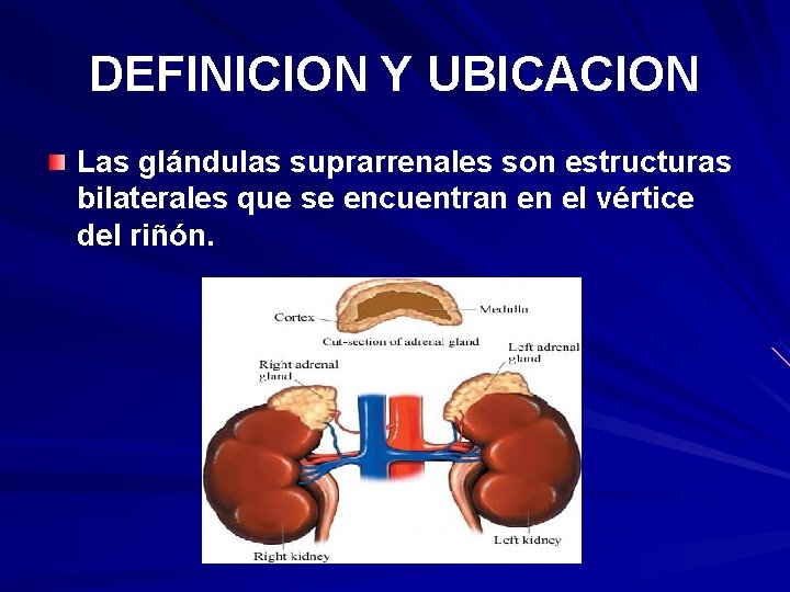 DEFINICION Y UBICACION Las glándulas suprarrenales son estructuras bilaterales que se encuentran en el DEFINICION Y UBICACION Las glándulas suprarrenales son estructuras bilaterales que se encuentran en el