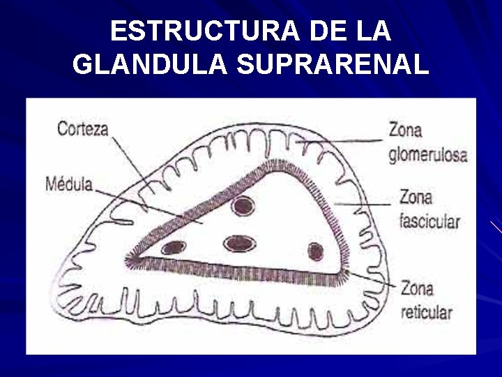 ESTRUCTURA DE LA GLANDULA SUPRARENAL ESTRUCTURA DE LA GLANDULA SUPRARENAL