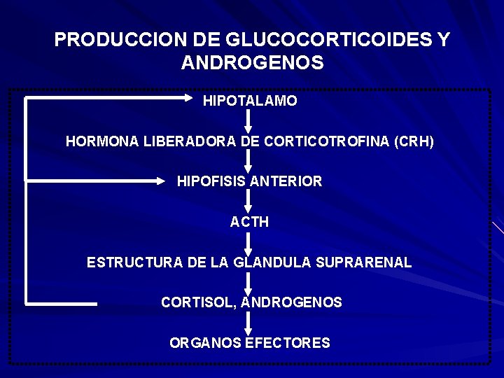 PRODUCCION DE GLUCOCORTICOIDES Y ANDROGENOS HIPOTALAMO HORMONA LIBERADORA DE CORTICOTROFINA (CRH) HIPOFISIS ANTERIOR ACTH PRODUCCION DE GLUCOCORTICOIDES Y ANDROGENOS HIPOTALAMO HORMONA LIBERADORA DE CORTICOTROFINA (CRH) HIPOFISIS ANTERIOR ACTH
