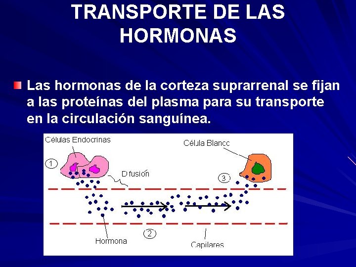 TRANSPORTE DE LAS HORMONAS Las hormonas de la corteza suprarrenal se fijan a las TRANSPORTE DE LAS HORMONAS Las hormonas de la corteza suprarrenal se fijan a las