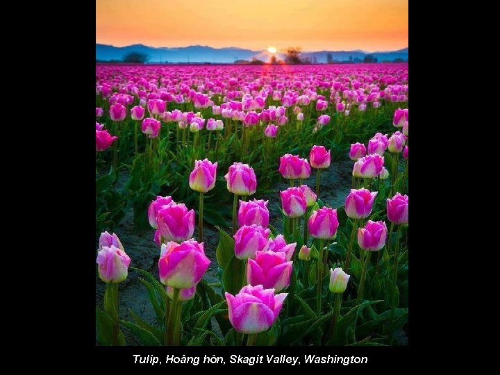Tulip, Hoàng hôn, Skagit Valley, Washington 