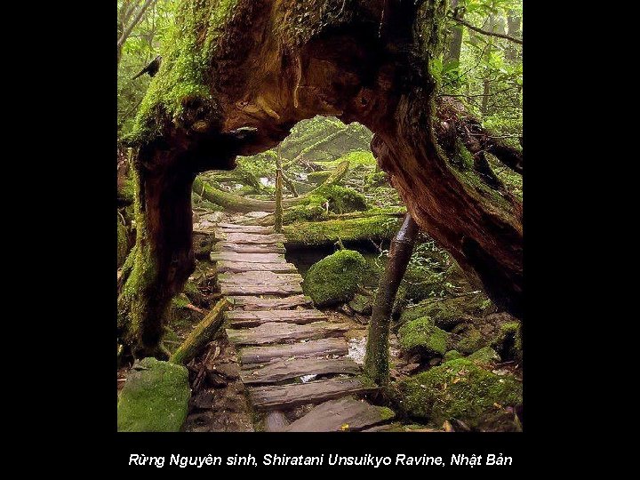 Rừng Nguyên sinh, Shiratani Unsuikyo Ravine, Nhật Bản 