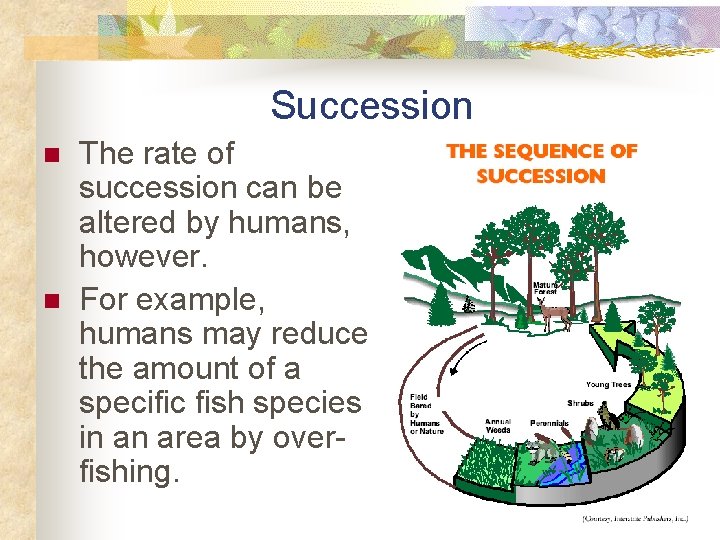 Succession n n The rate of succession can be altered by humans, however. For