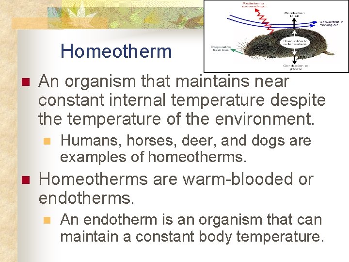 Homeotherm n An organism that maintains near constant internal temperature despite the temperature of