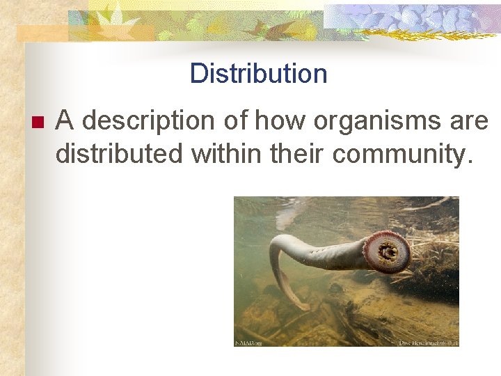 Distribution n A description of how organisms are distributed within their community. 