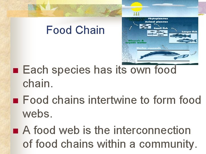Food Chain n Each species has its own food chain. Food chains intertwine to