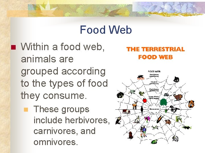 Food Web n Within a food web, animals are grouped according to the types