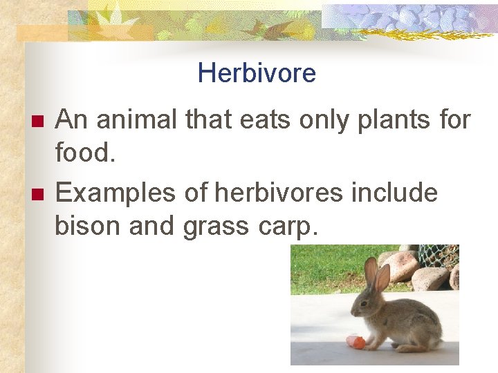 Herbivore n n An animal that eats only plants for food. Examples of herbivores