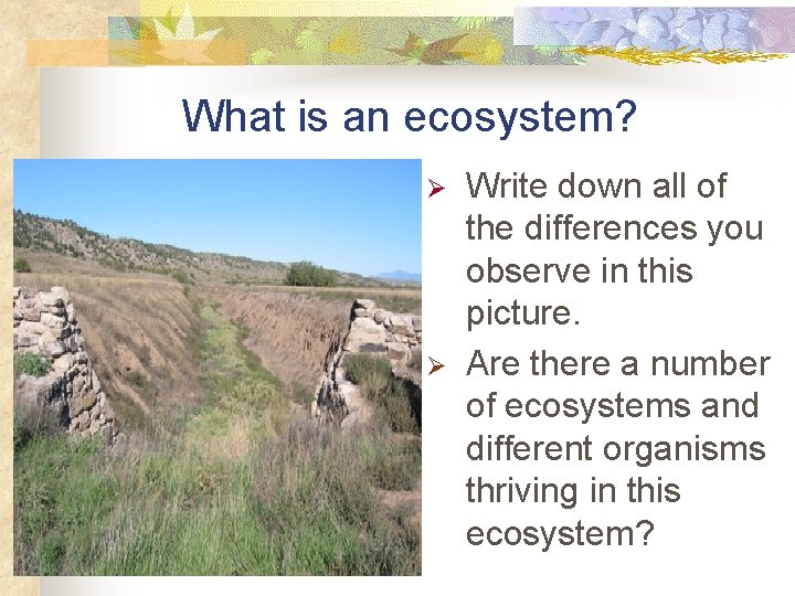 What is an ecosystem? Ø Ø Write down all of the differences you observe