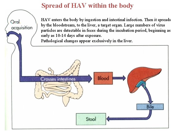 Spread of HAV within the body HAV enters the body by ingestion and intestinal