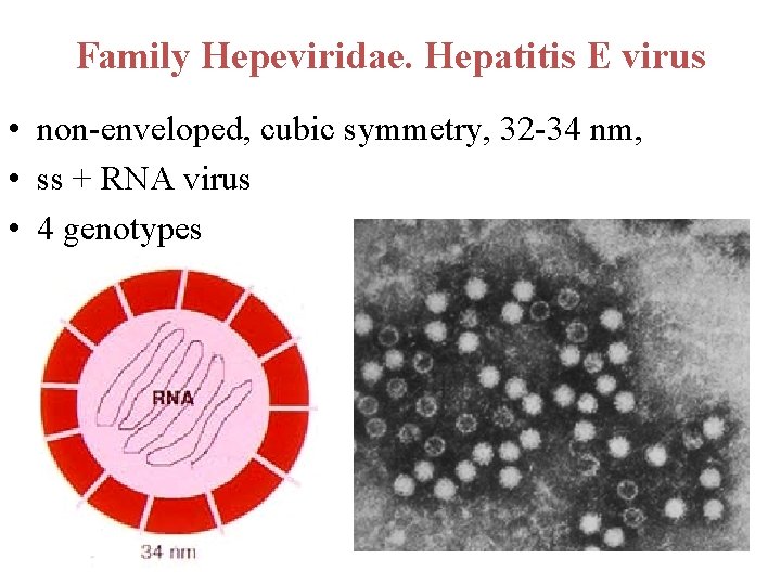 Family Hepeviridae. Hepatitis E virus • non-enveloped, cubic symmetry, 32 -34 nm, • ss