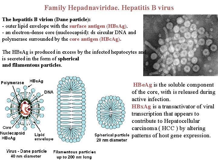 Family Hepadnaviridae. Hepatitis B virus The hepatitis B virion (Dane particle): - outer lipid