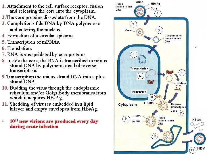 1. Attachment to the cell surface receptor, fusion and releasing the core into the