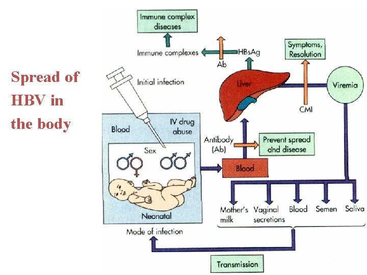 Spread of HBV in the body 