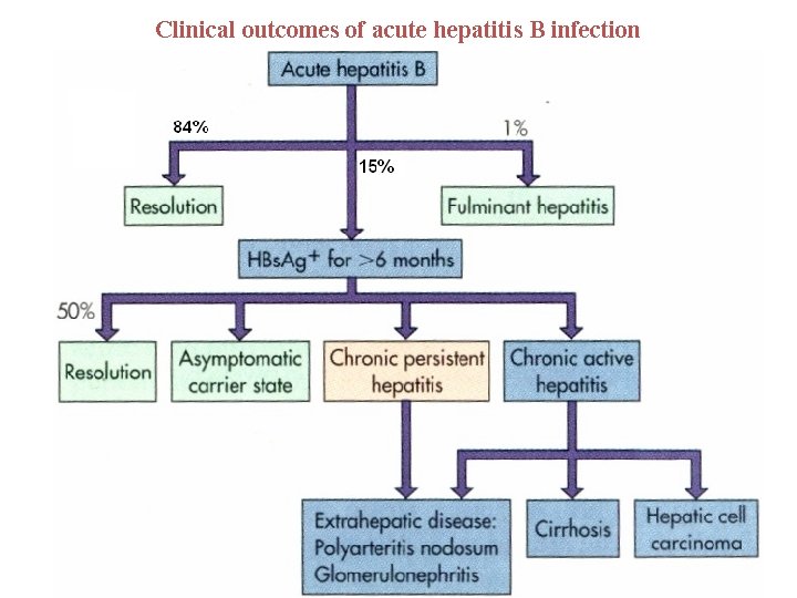 Clinical outcomes of acute hepatitis B infection 