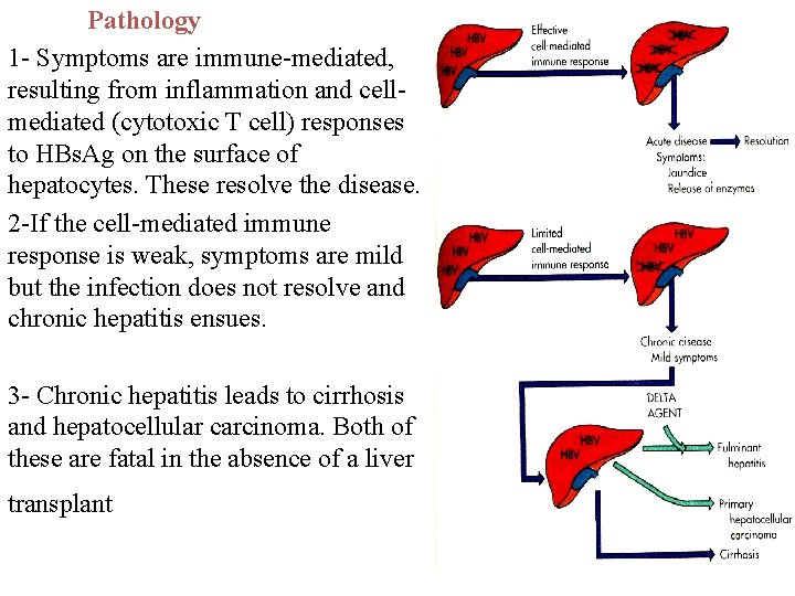 Pathology 1 - Symptoms are immune-mediated, resulting from inflammation and cellmediated (cytotoxic T cell)