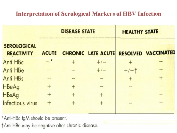 Interpretation of Serological Markers of HBV Infection 