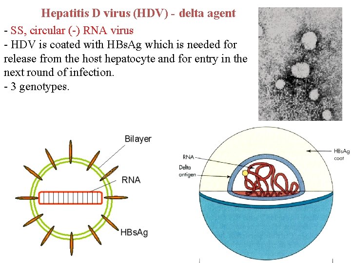 Hepatitis D virus (HDV) - delta agent - SS, circular (-) RNA virus -