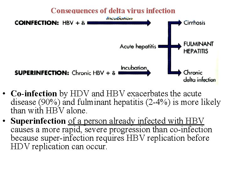 Consequences of delta virus infection • Co-infection by HDV and HBV exacerbates the acute