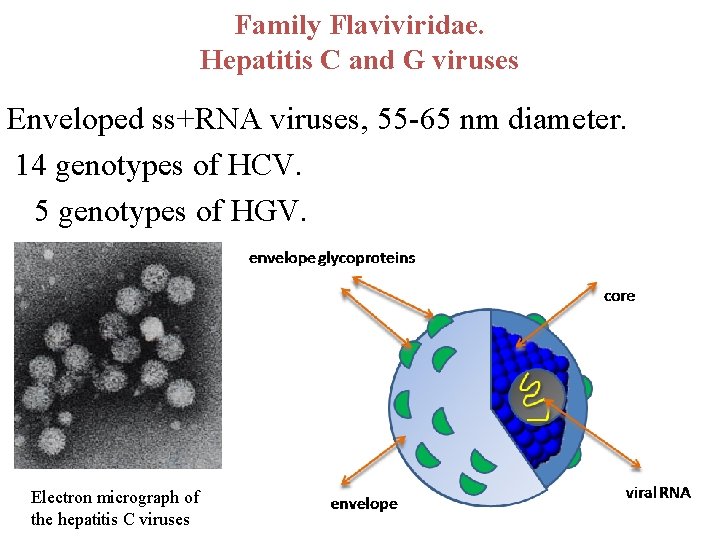 Family Flaviviridae. Hepatitis C and G viruses Enveloped ss+RNA viruses, 55 -65 nm diameter.