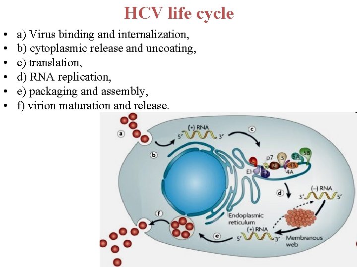 HCV life cycle • • • a) Virus binding and internalization, b) cytoplasmic release