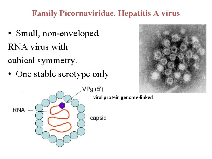 Family Picornaviridae. Hepatitis A virus • Small, non-enveloped RNA virus with cubical symmetry. •