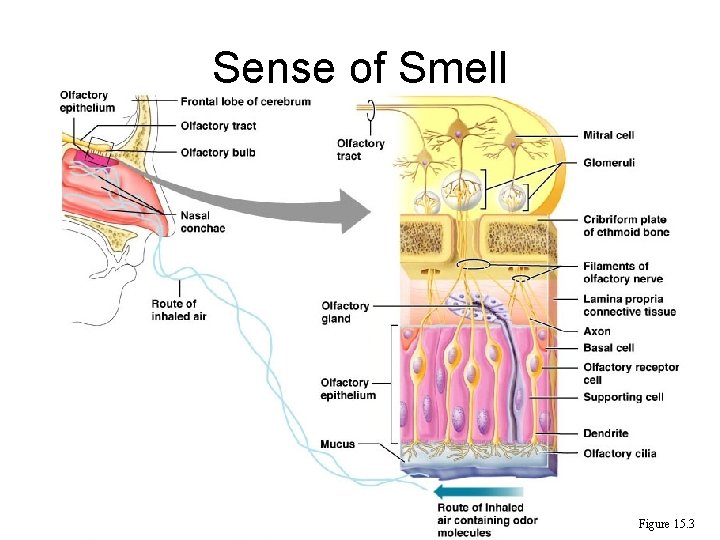 Sense of Smell Figure 15. 3 