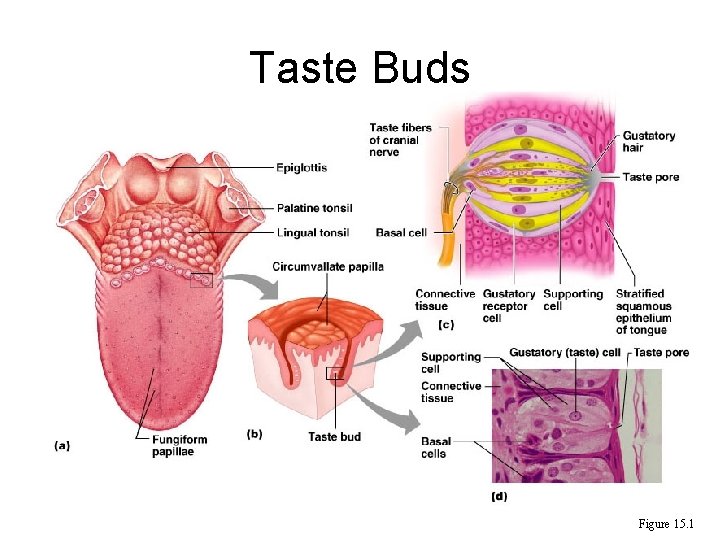 Taste Buds Figure 15. 1 