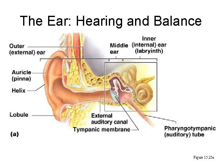 The Ear: Hearing and Balance Figure 15. 25 a 