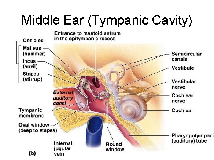 Middle Ear (Tympanic Cavity) Figure 15. 25 b 