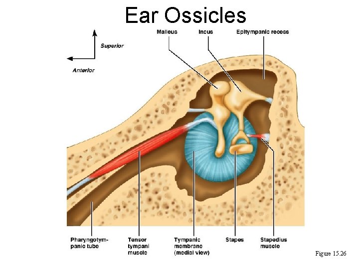 Ear Ossicles Figure 15. 26 