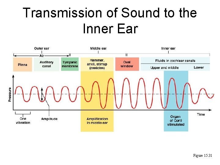 Transmission of Sound to the Inner Ear Figure 15. 31 