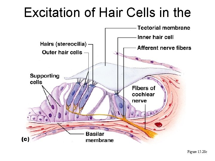 Excitation of Hair Cells in the Organ of Corti Figure 15. 28 c 