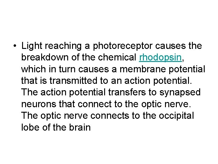  • Light reaching a photoreceptor causes the breakdown of the chemical rhodopsin, which