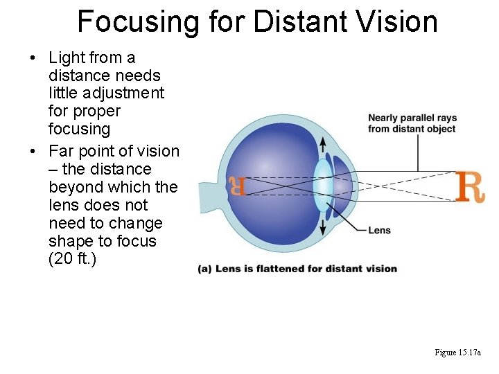 Focusing for Distant Vision • Light from a distance needs little adjustment for proper