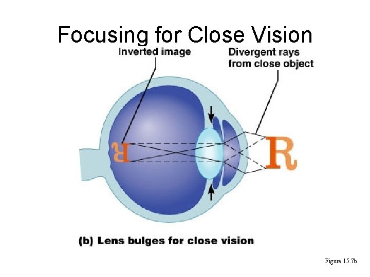 Focusing for Close Vision Figure 15. 7 b 