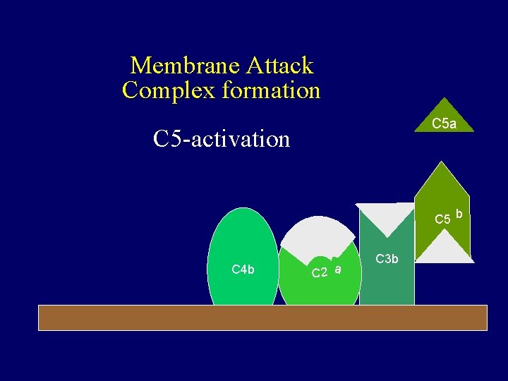 Membrane Attack Complex formation C 5 a C 5 -activation C 5 b C