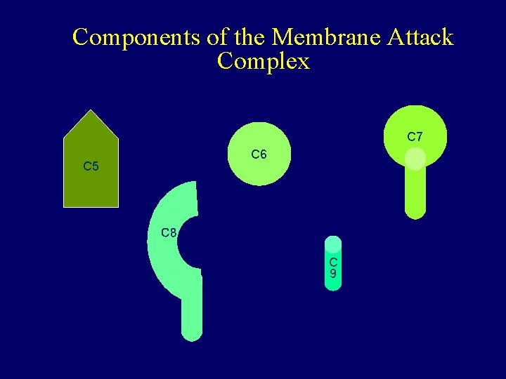 Components of the Membrane Attack Complex C 7 C 6 C 5 C 8