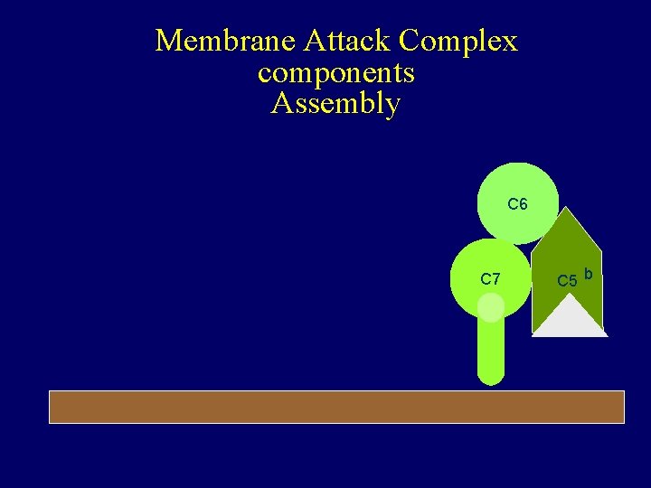 Membrane Attack Complex components Assembly C 6 C 7 C 5 b 