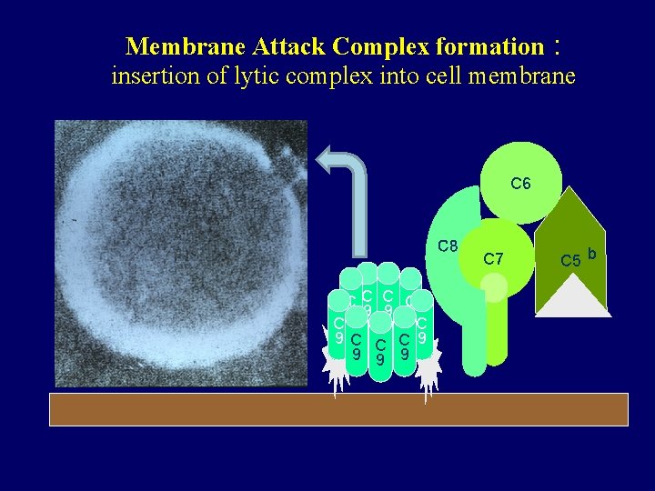 Membrane Attack Complex formation : insertion of lytic complex into cell membrane C 6