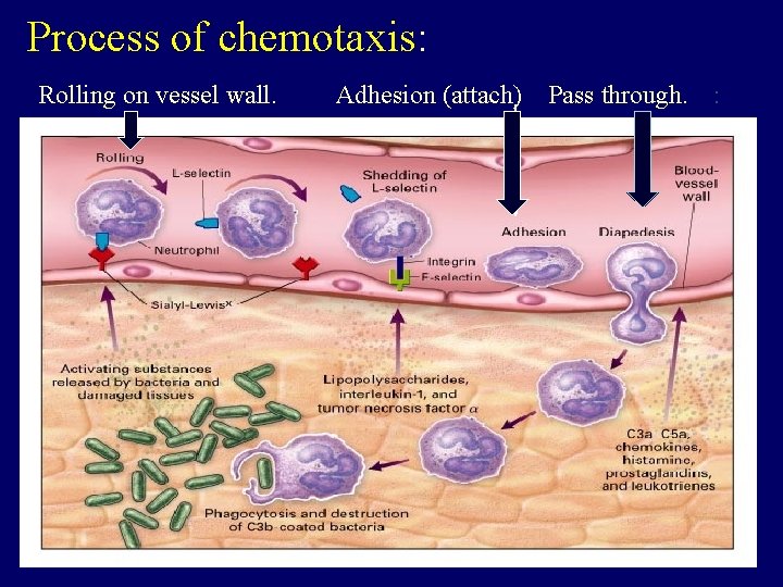 Process of chemotaxis: Rolling on vessel wall. Adhesion (attach) Pass through. : 20 