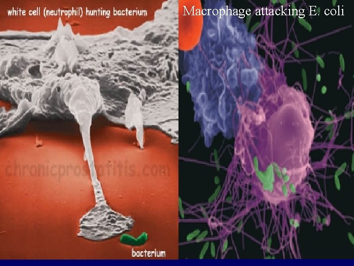 Macrophage attacking E. coli 